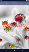 Cute Ladybug Live Wallpaper screenshot 0