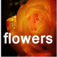 Flower PhotoGallery screenshot 0