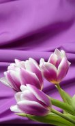 HD Purple Tulips Wallpaper screenshot 7