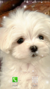 Puppies Live Wallpaper screenshot 9