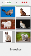 Кошки: Фото-викторина про популярные породы кошек screenshot 4