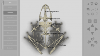 3D Frog Skeleton screenshot 12