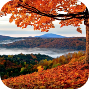 Autumn Live Wallpaper screenshot 6