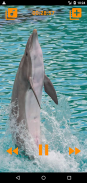 Dolphins songs to sleep screenshot 8