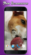 Dog Licks Screen Video LWP screenshot 10