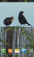 Birds on the Fence LWP screenshot 3