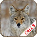 Coyote hunting calls Icon
