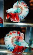 Betta Fish Beauty screenshot 0