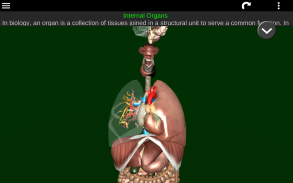 Internal Organs in 3D (Anatomy) screenshot 7