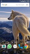 Wolf Wallpapers HD screenshot 3