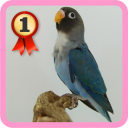 Lovebird Icon