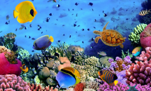 Underwater Animals Images screenshot 0