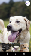 Labrador Retriever Lock Screen screenshot 5
