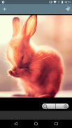 Rabbit Wallpapers screenshot 1