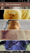 Shar Pei Wallpapers screenshot 4
