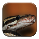 Snake Sounds Icon