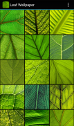 Leaf Wallpaper screenshot 2