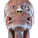 Visual Anatomy 3D Icon