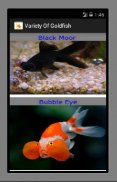 Variety Of Goldfish screenshot 2