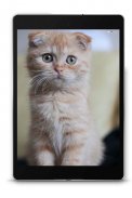 Scottish Fold Wallpapers screenshot 13