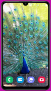 Peacock Wallpaper HD screenshot 11