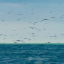 Ocean Birds Live Wallpaper Icon