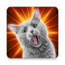 Sounds of cats Icon