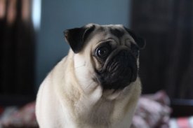 Pug Wallpaper: backgrounds hd screenshot 7