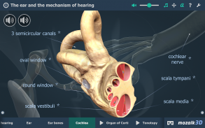 Kulak ve İşitme Süreci 3B screenshot 4