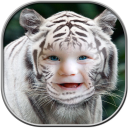 Tiger Photo Frames Icon