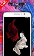 Betta Fish Wallpapers screenshot 5