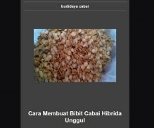 cara menanam cili merah screenshot 4