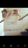 Funny Animal Pics screenshot 3