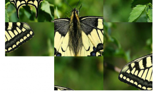 Butterfly Puzzle Jigsaw (Rompecabezas de mariposa) screenshot 1