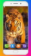 Tiger Wallpaper HD screenshot 11