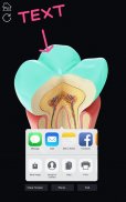Dental  Anatomy screenshot 7