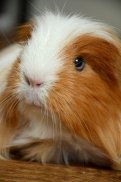 Guinea Pig Wallpapers HD screenshot 2