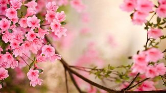 Spring Flowers Live Wallpaper screenshot 0