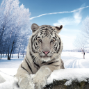 Arctic Tiger Simulator: Wild Family Survival Icon