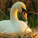 Cisnes Papel de Parede Animado