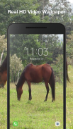 Horse Live Wallpaper screenshot 1