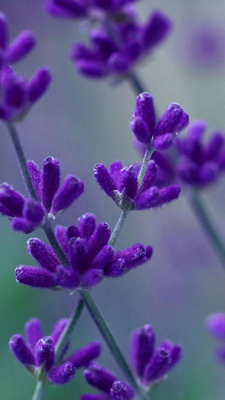Lavender Phone Wallpapers  Top Free Lavender Phone Backgrounds   WallpaperAccess