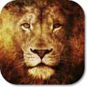 Lion Pride HD Wallpapers Icon