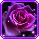 Purple Roses live wallpaper