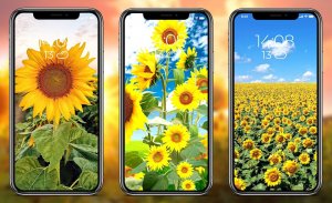 Sunflower Wallpapers screenshot 6