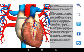 Visual Anatomy Lite screenshot 1
