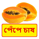 পেঁপে চাষ ~ Papaya Cultivation