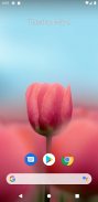 3D Tulip Live Wallpaper screenshot 3