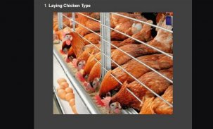 cultivation of laying hens screenshot 0