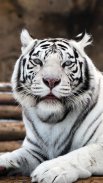 White Tiger Live Wallpaper screenshot 5